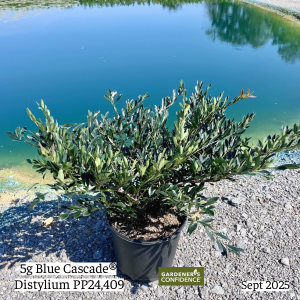 September 2025 5g Blue Cascade Distylium Single Website